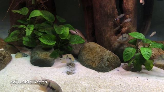 T-bar cichlid ( Amatitlania sajica), AcuaristasPR смотреть онлайн