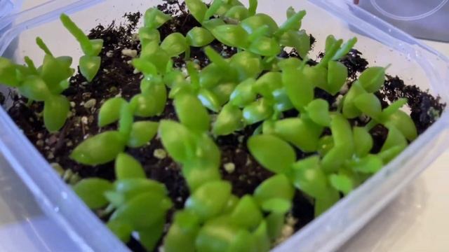 122: Epiphyllum guatemalense monstrosa | Seedling Update! смотреть онлайн