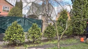Первая стрижка молодых туй Брабант и  обработка по хвое , подкормка флоксов и чем спасаю коники