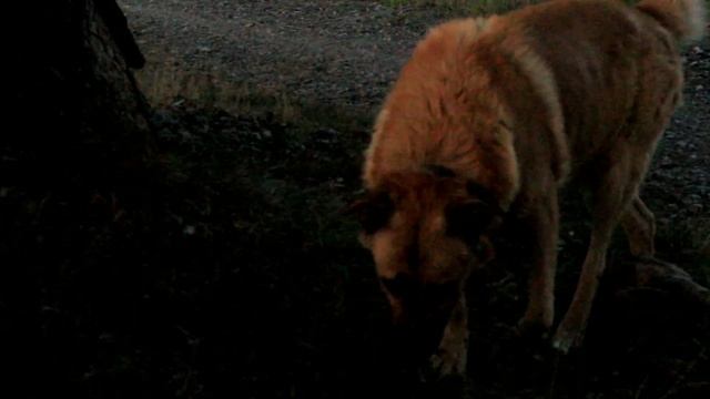 Video test by Canon 650D with 50mm f 1.8 ( Сочи, Абхазия) смотреть онлайн