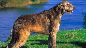 АЛАБАЙ против ИРЛАНДСКОГО ВОЛКОДАВА / КТО ПОБЕДИТ ?