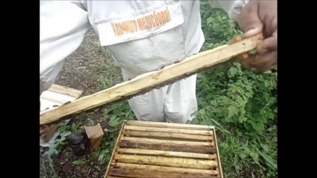 Среднерусские пчелы татарской популяции (первЫЕ расширения). смотреть онлайн