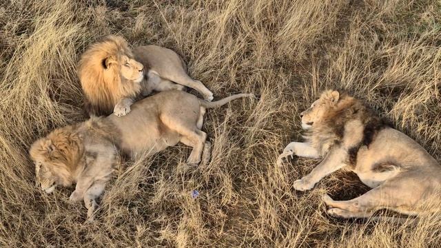 Три богатыря! Тайган смотреть онлайн