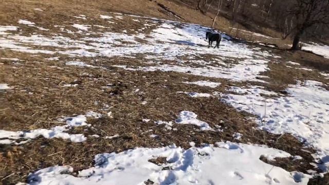 Жеребец карачаевской породы Азау внук Азауа. Рост 1.62. Карачаевская порода лошадей. Нижняя Теберда смотреть онлайн