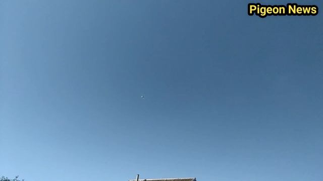 Бойные Голуби Казахстана в Молдове смотреть онлайн
