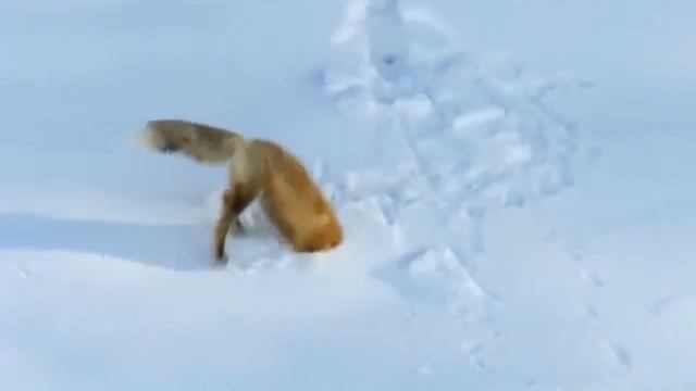 Лисий вальс смотреть онлайн