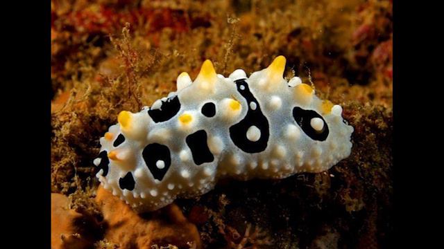 ТОП 10 НЕВЕРОЯТНЫХ и ФАНТАСТИЧЕСКИХ МОРСКИХ ОБИТАТЕЛЕЙ (Познавательное видео для детей с Локи) смотреть онлайн