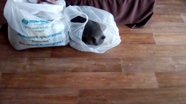 Буся😻🐾🐾😘💖 и пакет.