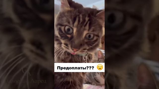 Котэ/строительство