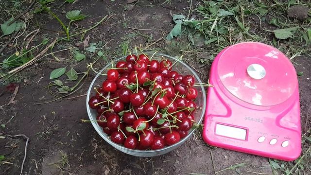 Вишня Встреча