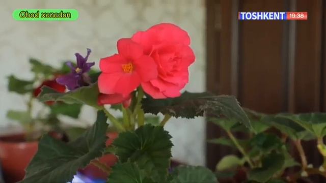 Obod xonadon | Бир нечта гуллардан ясалган ажойиб композиция [14.05.2022] смотреть онлайн