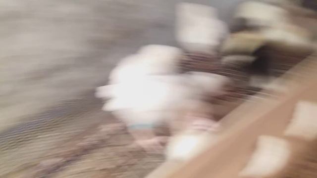 БРУДЕР ДЛЯ СУТОЧНЫХ ЦЫПЛЯТ. смотреть онлайн