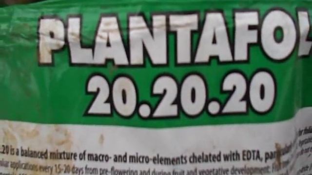 Белокрылка - эффективное уничтожение без опрыскивания! смотреть онлайн