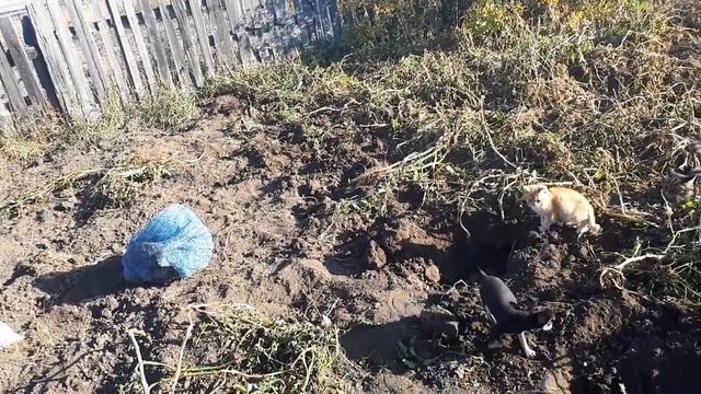Как нам живётся в Сибири смотреть онлайн
