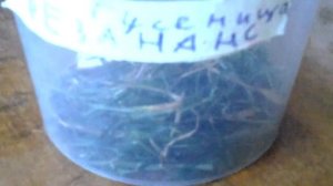 Как ухаживать за гусениц ей