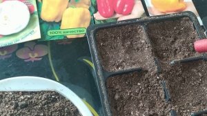 🌱 Как сеять перец на рассаду: 2 проверенных способа | Виктория Радзевская