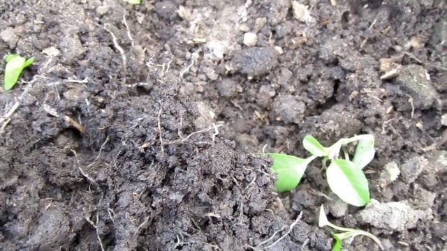 В корнях огурца нашел белых червей Как с ними бороться? смотреть онлайн