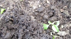 В корнях огурца нашел белых червей  Как с ними бороться?