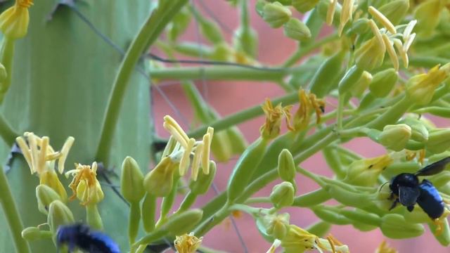 Carpenter Bees On A Utah Agave | Grand Canyon National Park смотреть онлайн