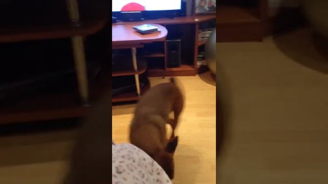 Немецкий пинчер (German Pincher) смотреть онлайн