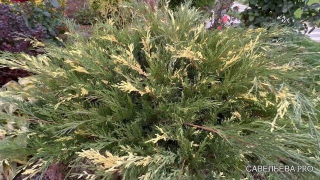 Стрижка можжевельника и коротко о подготовке роз к зиме. смотреть онлайн