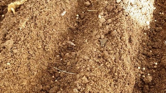 на улице осень,а я по весеннему сажаю в теплице #зелень смотреть онлайн