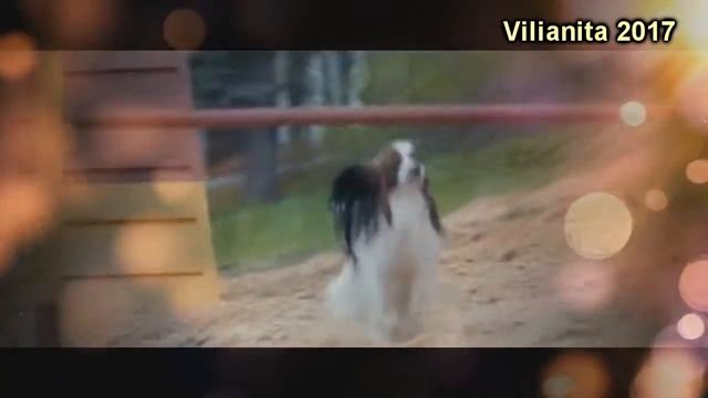 ГОД СОБАКИ - Читает - Светлана Родина-Брунмаер (Стихи - Ирина Савельева) смотреть онлайн