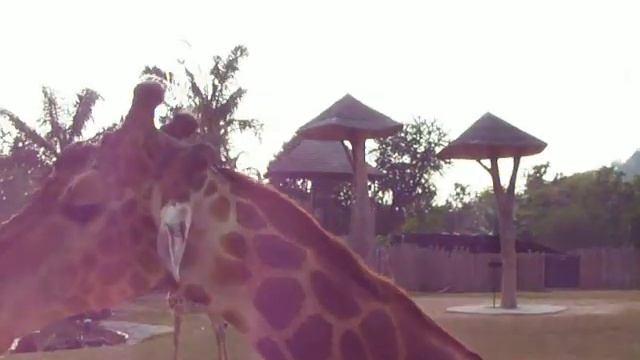 ЖИРАФ КУШАЕТ ГОРОШЕК.ТАЙЛАНД. смотреть онлайн