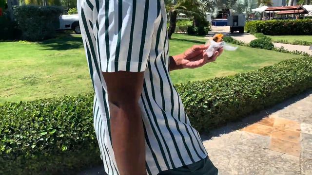 JAMAICA VLOG | Hyatt Zilara Rose Hall, Room Tour, Birthday Surprise, Chukka Excursion смотреть онлайн