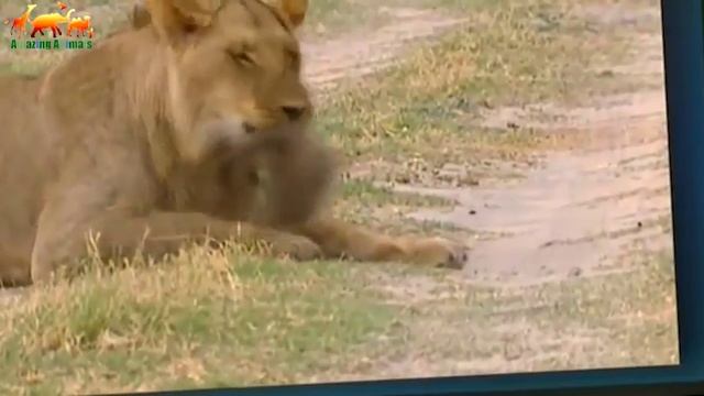 Furchtlos Mongoose ! бесстрашный мангуст   Редкие кадры