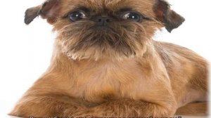 Бельгийский гриффон: описание породы, разница с брюссельским
