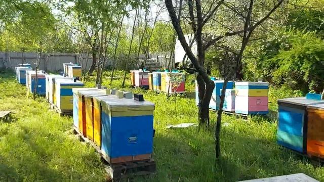 Перевезли пасеку.Обзор смотреть онлайн