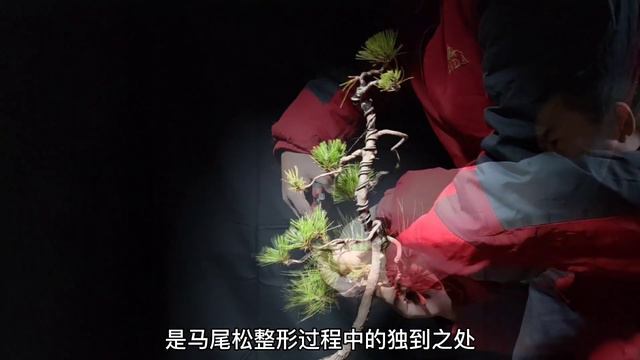 Masson pine excavation, planting and modeling processマッソンパインの掘削、植栽、モデリングプロセス馬尾鬆的採挖種養及造型過程 смотреть онлайн