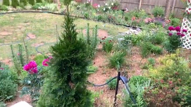 ч.1💐розы🌹пионы🌼клематисы🌸цветут в моем таинственном саде💐10 июня 2020 смотреть онлайн