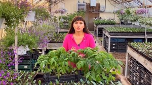 Фиолетовые листья у томатов и петунии