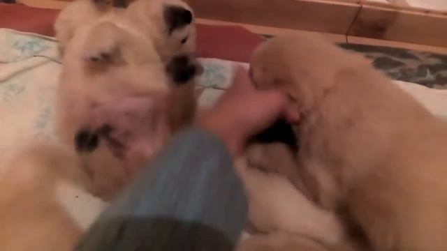 Морды есть хотят смотреть онлайн