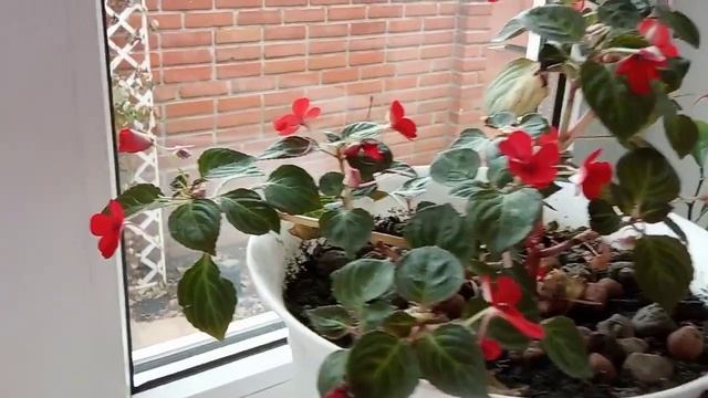 КОМНАТНЫЕ цветы, часть 1. смотреть онлайн