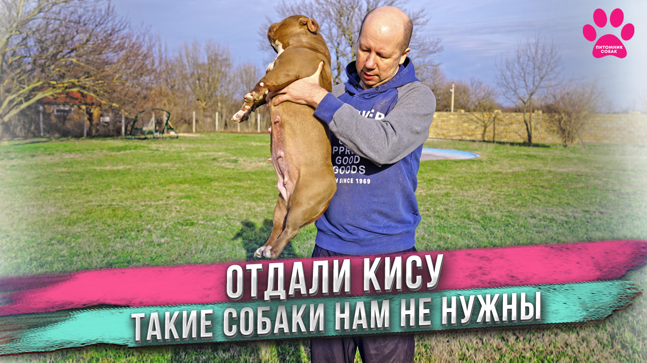 Мы не будем больше заниматься разведением таких собак! Отдали Кису. смотреть онлайн