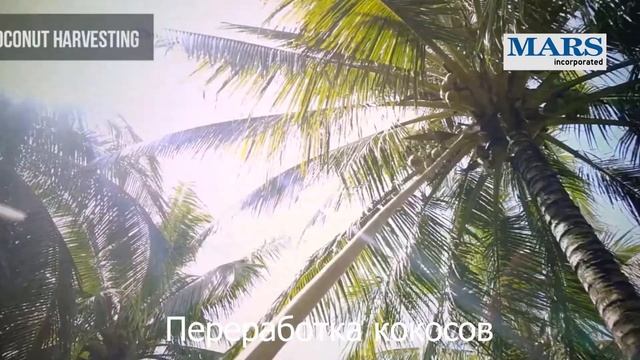 КАК ДЕЛАЮТ BOUNTY | ФАБРИКА ДЛЯ ИЗГОТОВЛЕНИЯ ШОКОЛАДНЫХ БАТОНЧИКОВ BOUNTY