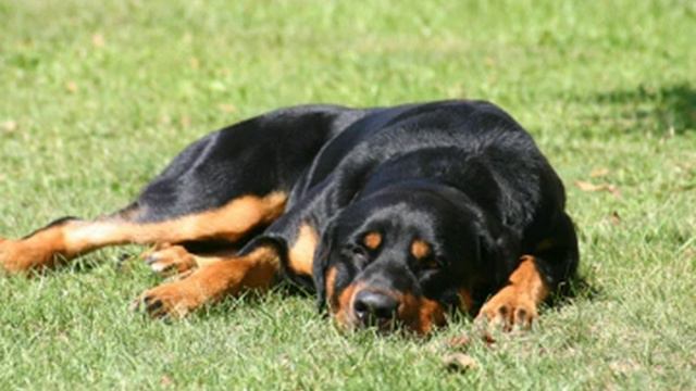 Rottweiler Facts - Facts About Rottweilers смотреть онлайн