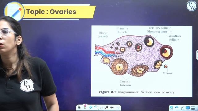 HUMAN REPRODUCTION | Summary in Pure English | Zoology | Class 12th Boards смотреть онлайн