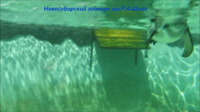 Пингвины любят общение 29.06.2021 смотреть онлайн