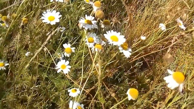 Как я заготавливаю аптечную ромашку. смотреть онлайн