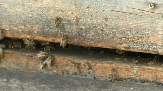 15 лет семья пчел не роится и сама меняет маток смотреть онлайн