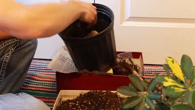 PLANTS: Working on my Schefflera arboricola (Umbrella Plant), March 2019 смотреть онлайн