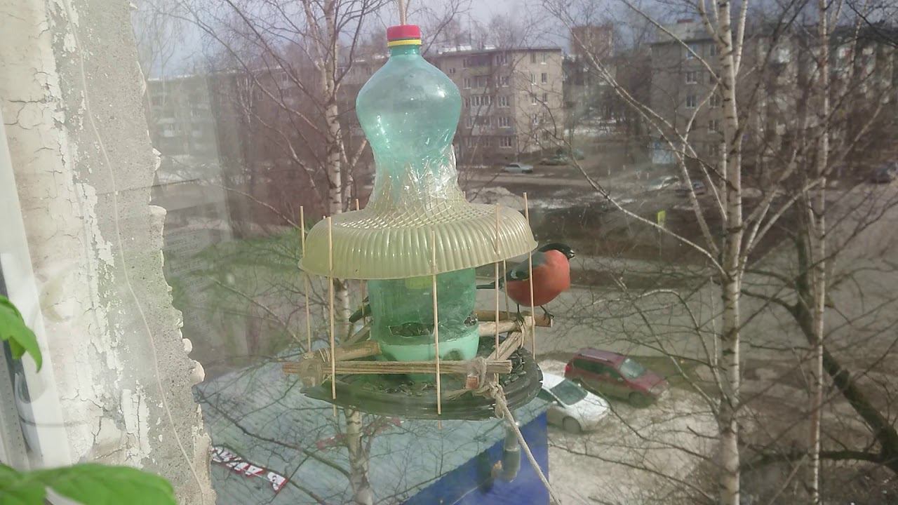 Снегирь на кормушке смотреть онлайн