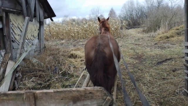 Коні в роботі . Кобила застоїна везу два мішка зерна до дому . смотреть онлайн