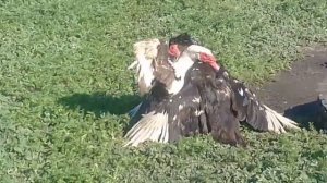 Бой Мускусных Селезней!!!!