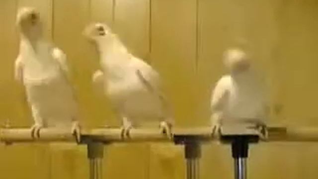 Попугаи зажигают смотреть онлайн