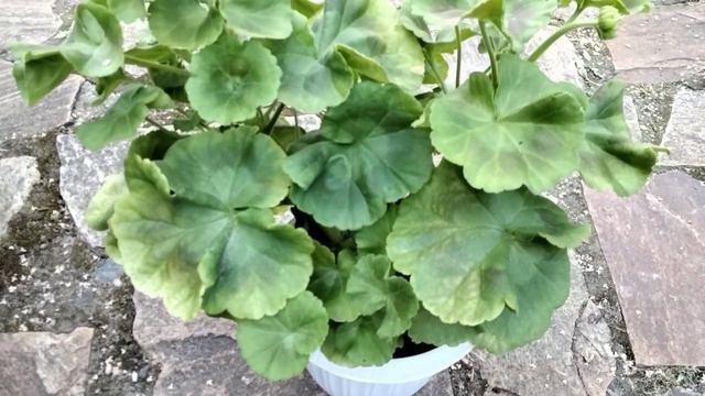 #159.Ещё один сорт,который исправился после переукоренения! смотреть онлайн